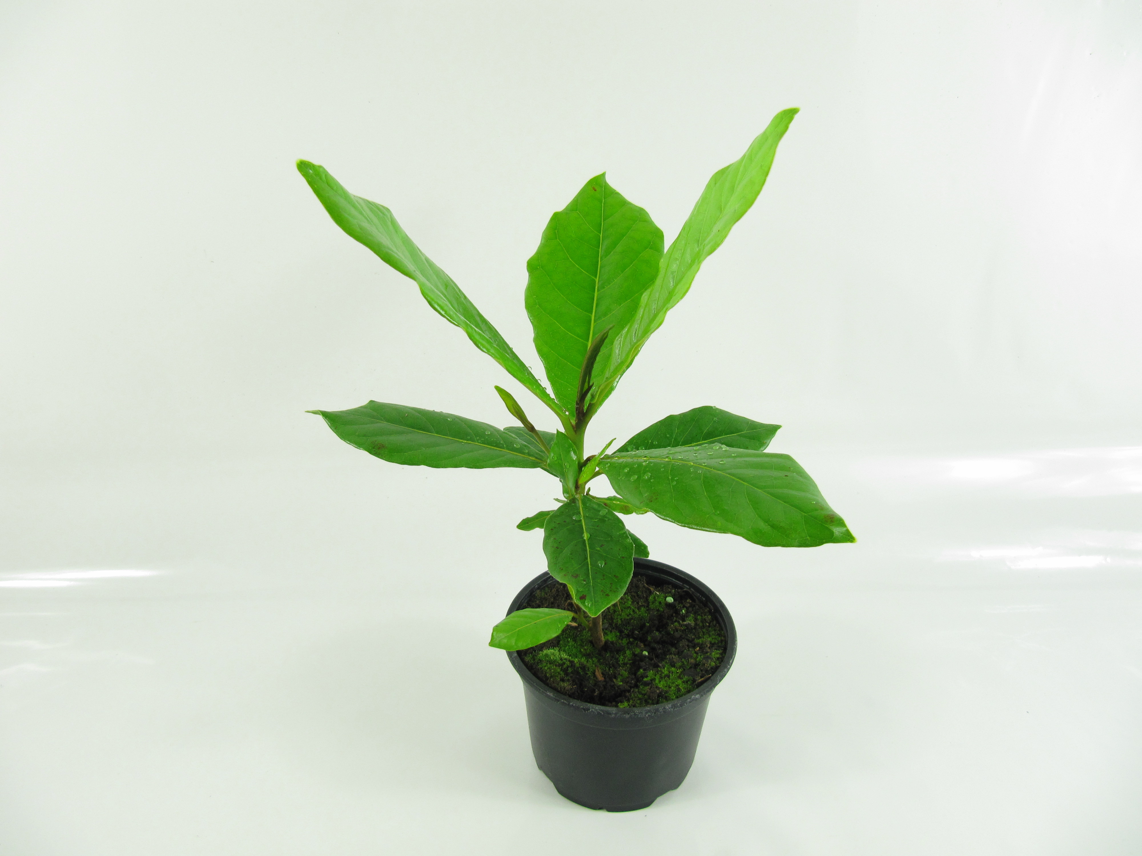 Katappenbaum, Seemandelbaum (Terminalia catappa)