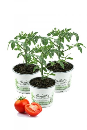 3er Set Tomaten Pflanze Stabtomate, frische Tomatenpflanze, frisches Gemüse