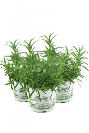 3 Rosmarin Pflanzen im 12 cm Topf - Rosmarinus officinalis, Rosmarin, Marktfrisch