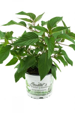 Honigsalbei (Salvia nevadensis)