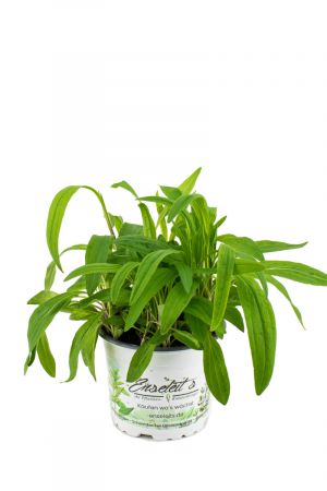 Arnika Pflanze, Arnica, frische Kräuter Pflanze im Topf aus Nachhaltigem Anbau
