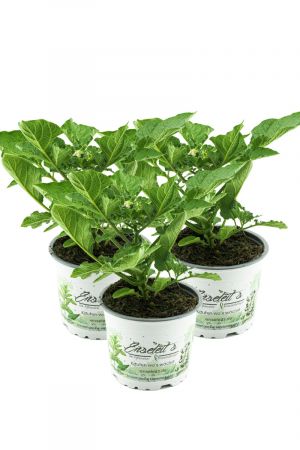 Kartoffelpflanze Adessa® F1 Solanum tuberosum, 3 x frische Kartoffel-Pflanzen