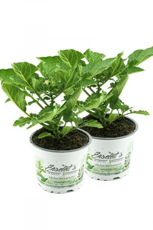 Kartoffelpflanze Adessa® F1 Solanum tuberosum, 2 frische Kartoffel-Pflanzen 