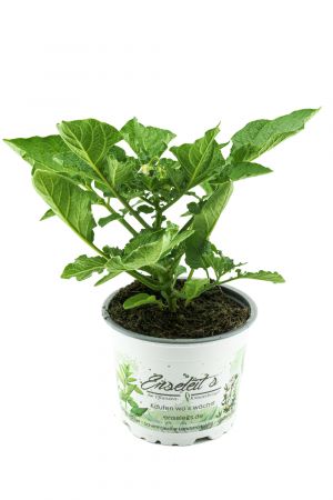 Kartoffelpflanze Adessa® F1 Solanum tuberosum, frische Kartoffel-Pflanze 