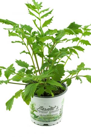 Baldrian, Valeriana officinalis, Baldrian Pflanze aus Nachhaltigem Anbau 