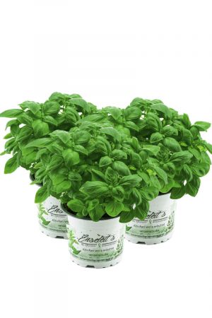 Kräuter-Set Pesto, Basilikum Pflanze aus Nachhaltigem Anbau! 