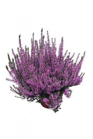 Calluna Beauty Lady´s Lila, winterheide, Besenheide, Calluna vulgaris