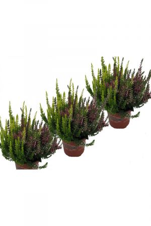 Calluna vulgaris, Winterheide, Besenheide, Trios im 11er Topf, 3Pflanzen