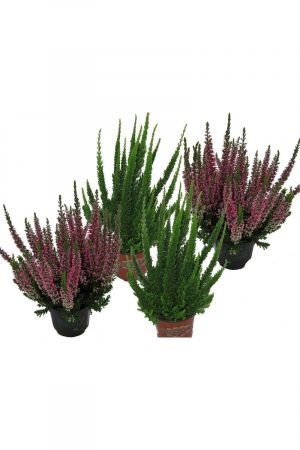 Callunen Set bestehend aus 4 Pflanzen, Calluna vulgaris, Winterheide, Besenheide