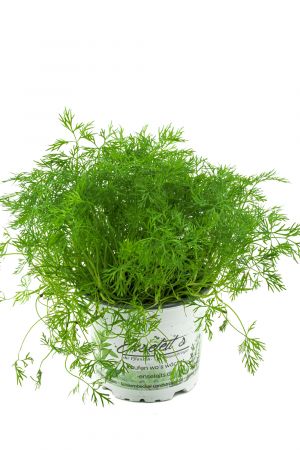 Dill Pflanze, Frische Kräuterpflanze (Anethum graveolens)