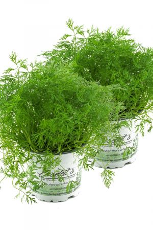 2x Dill Pflanze, Frische Kräuterpflanze (Anethum graveolens) im Doppelpack