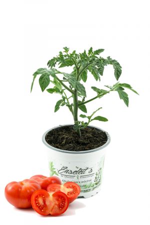 Fleischtomate, frischer Fleischtomatenstrauch,Tomatenpflanze