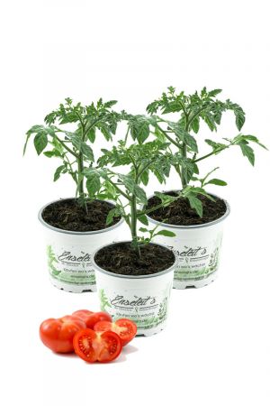 3er Set Fleischtomate, frischer Fleischtomatenstrauch,Tomatenpflanzen