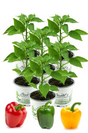 Gemischtes Paprikapflanzen Set, 6x  Paprika Pflanze je 2 x Grüner Paprika,Roter Paprika,Gelber Paprika