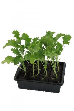 Grünkohlpflanzen im 10er Pack, Grünkohlpflanzen, Grünkohl kaufen, Gemüsepflanzen,Brassica oleracea v