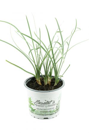 Knobi Gras, Knoblauchgras Pflanze  Tulbaghia violacea