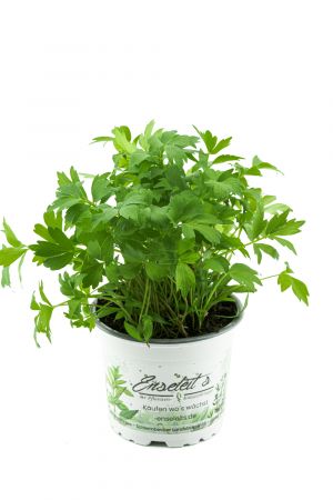 Liebstöckel Pflanze, Levisticum officinale, Maggikraut, frisch für die Küche