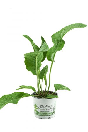 Meerrettich Pflanze, frische Kräuter Pflanze aus Nachhaltigem Anbau!