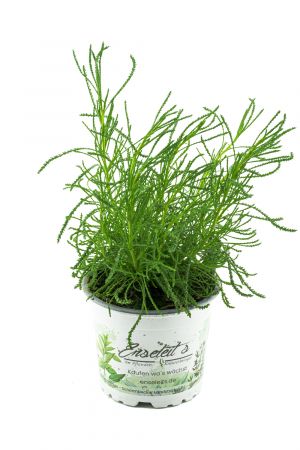 Olivenkraut - Olivenstrauch - Santolina viridis