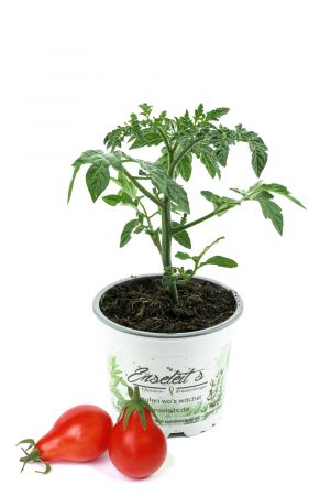 Rote Birnentomate, Tomatenpflanze, frische Tomaten Pflanze