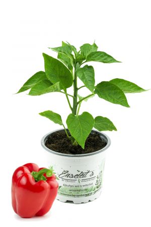 Rote Blockpaprika "Indired F1" im 12cm Topf, frische Paprika Pflanze, Paprikapflanzen F1 Sorten