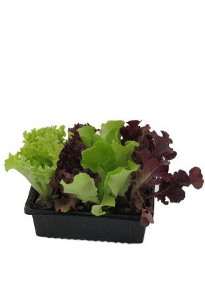 Salatjungpflanzen, Salatjungpflanzen 10er Set , Lactuca sativa var. capitata
