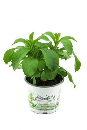 Stevia Pflanze - Süßkraut - Stevia Rebaudiana aus Nachhaltigem Anbau 