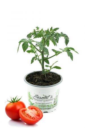 Tomate - frische Tomatenpflanze - frisches Gemüse