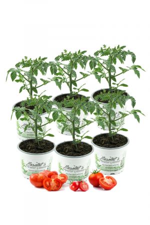 Tomatenset, 6 Tomatenpflanzen,Normale Stabtomate,Fleischtomate,Cocktailtomate