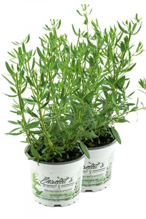 2x Ysop Pflanze, Essigkraut, Hyssopus officinalis,