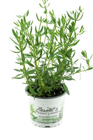 Ysop Pflanze, Essigkraut, Hyssopus officinalis,