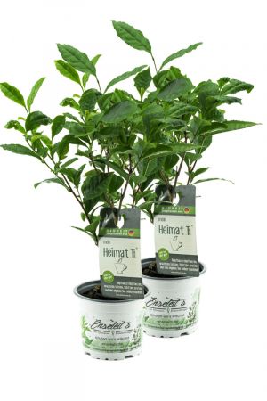 2 x Echte Teepflanze, Echter Tee, im 12 cm Topf, für Heim & Garten