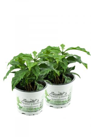 Echter Kaffee (Kaffeepflanze), coffea arabica 2er Set