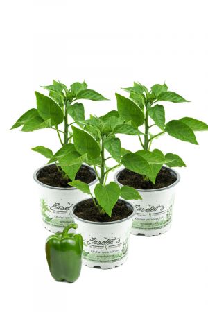 Grüner Paprika, Paprika Pflanze im 3er Set,3 grüne Paprikapflanzen im Topf