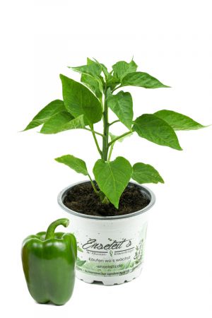 Grüner Blockpaprika "Panache F1" im 12cm Topf, frische Paprikapflanze,für Küche und Garten.