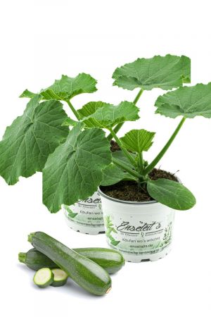 2er Set Zucchini Pflanze grün (Cucurbita pepo), Marktfrische Zucchini Pflanzen