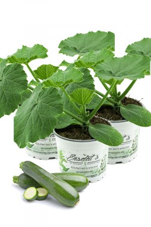 3er Set Zucchini Pflanze grün (Cucurbita pepo), Marktfrische Zucchini Pflanzen