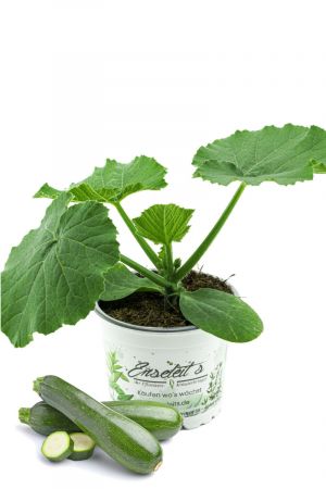 Zucchini Pflanze grün (Cucurbita pepo), Marktfrische Zucchini Pflanzen