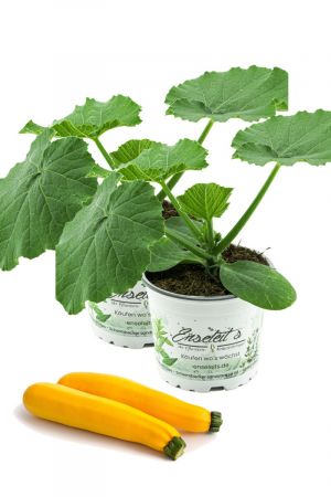 2er Set Zucchini Pflanze gelb (Cucurbita pepo), Aus Nachhaltigem Anbau ! 