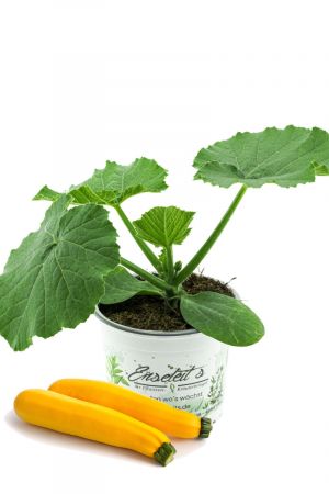 Zucchini Pflanze gelb (Cucurbita pepo), Aus Nachhaltigem Anbau ! 