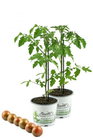 2er Set Tomatenpflanze,veredelte Zebratomate rot-grün gestreift, Tomaten Pflanze Zebrino F1 (Lycopersicon esculentum)