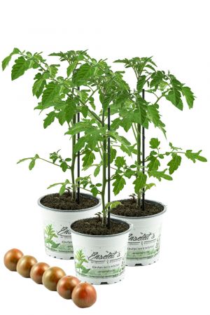 3er Set Tomatenpflanze,veredelte Zebratomate rot-grün gestreift, Tomaten Pflanze Zebrino F1 (Lycopersicon esculentum)