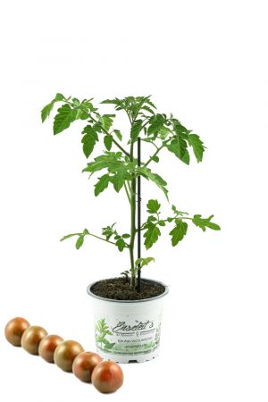 Tomatenpflanze,veredelte Zebratomate rot-grün gestreift, Tomaten Pflanze Zebrino F1 (Lycopersicon esculentum)