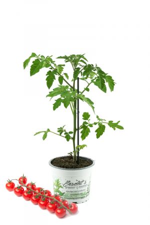 Tomatenpflanze Favorita F1 - Sanvitos, Veredelte Cocktailtomate (Lycopersicum esculentum)