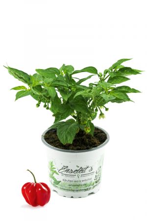 Chili Habanero Pflanze, Chili Pflanze aus Nachhaltigem Anbau! 