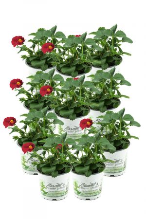 10er Set Erdbeere Toscana F1 (Fragaria x ananassa), Rote Blüte, Hängeerdbeere Pflanze