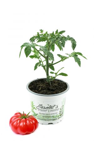 Tomatenpflanze, Tomatenpflanzen Ochsenherz