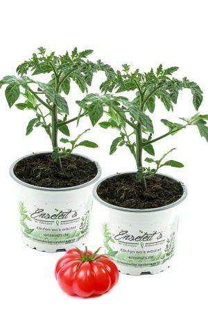 2x Tomatenpflanze, Tomatenpflanzen Ochsenherz