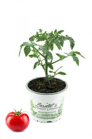 Tomatenpflanze Culina F1 Sorte, Marktfrische Tomatenpflanzen 