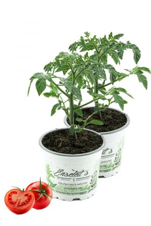 2er Set Tomatenpflanze Harzfeuer F1, Tomaten Pflanzen, Pflanze, Frische Gemüsepflanzen